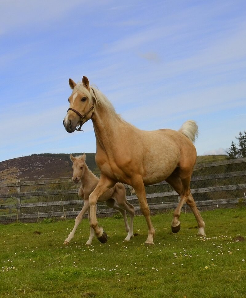 Expat Morgans leading sport stud farm in Europe